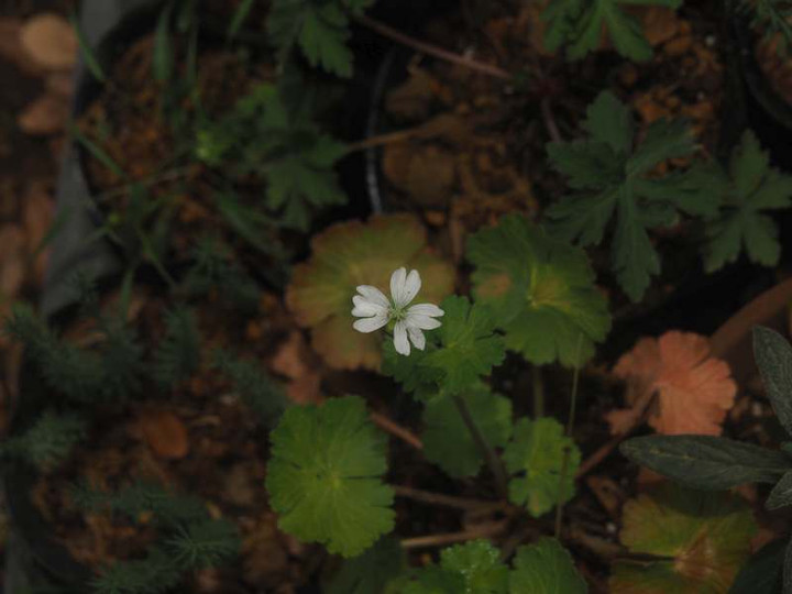P4305655