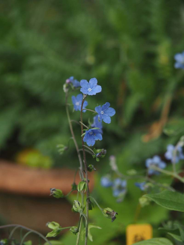 P4305657