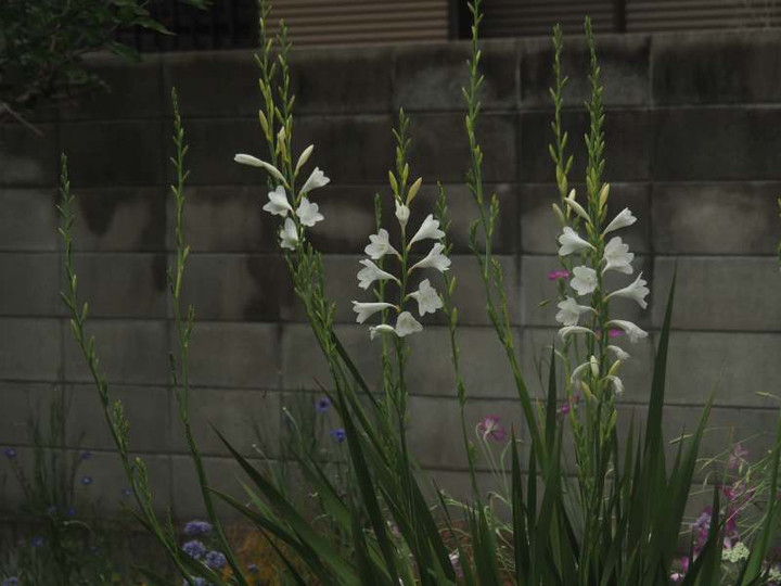 P4305663
