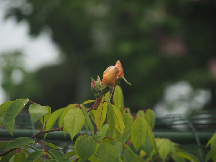 P5015680_2