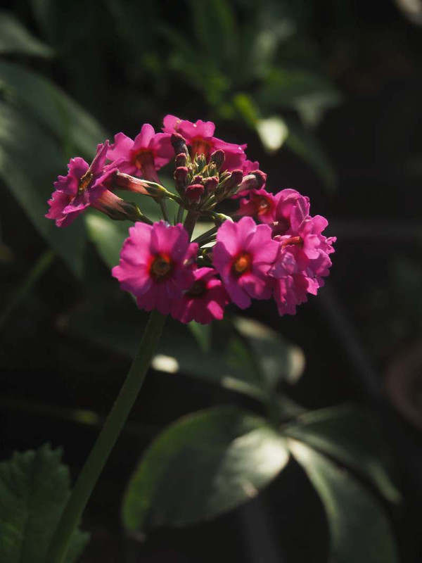 P5035724