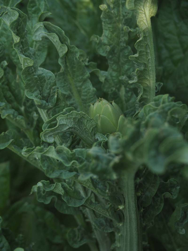 P5035733