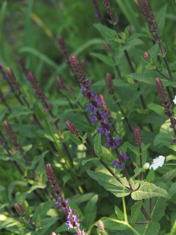 P5035739