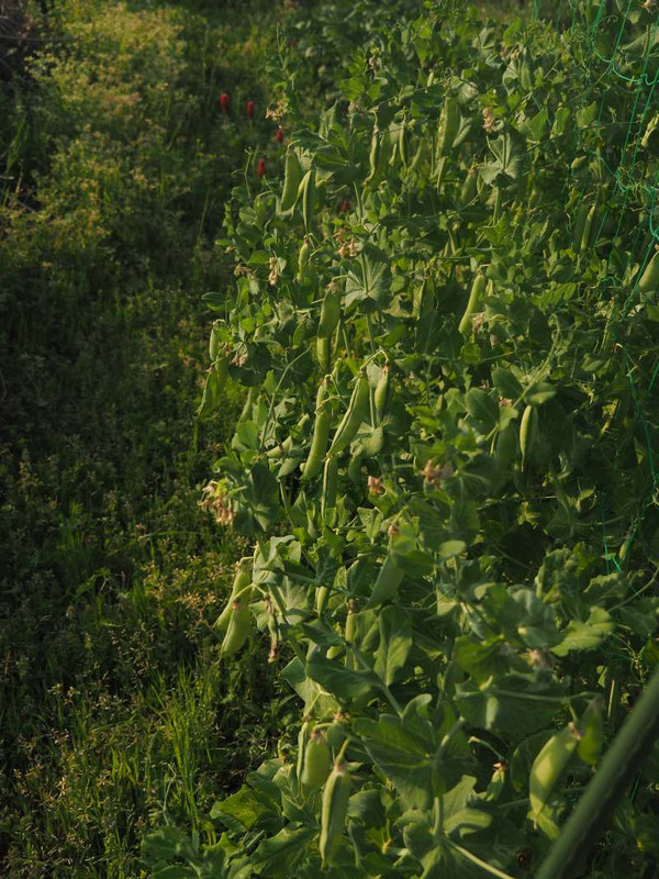 P5035742bb