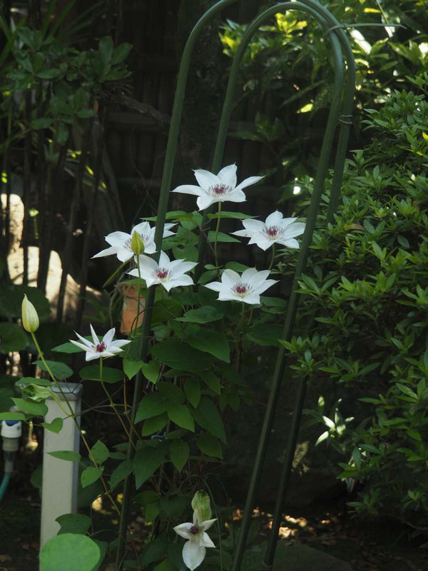 P5045752