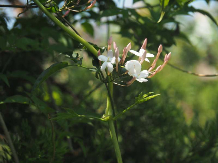 P5045757