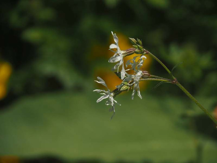P5045759
