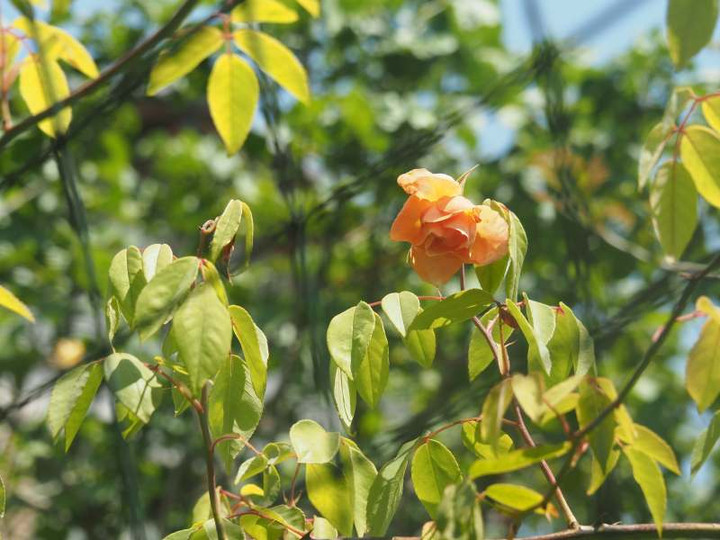 P5045774