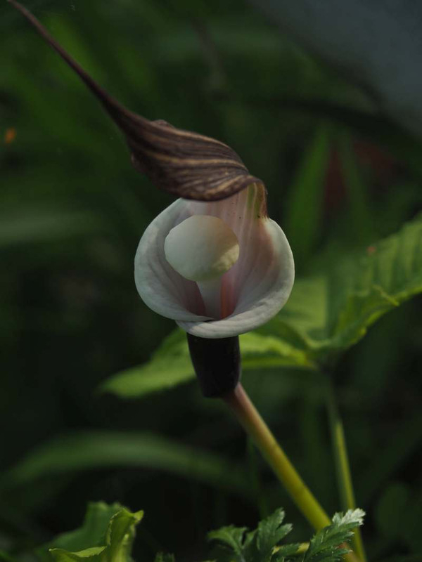 P5055788