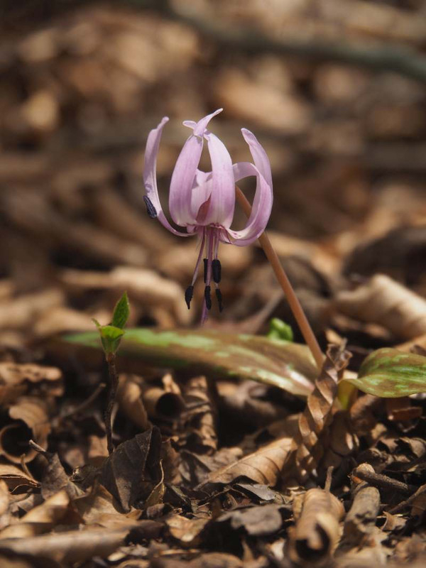 P5056054