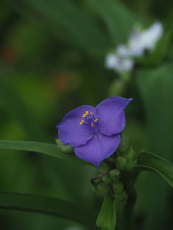 P5066117