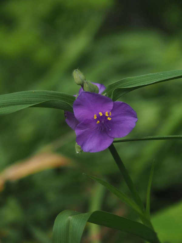 P5066118