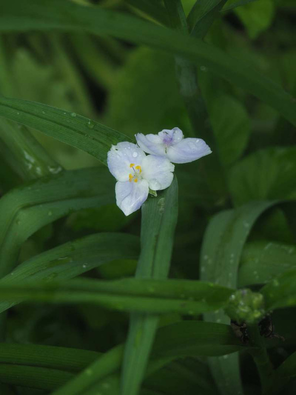 P5066119
