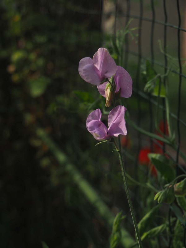 P5066140