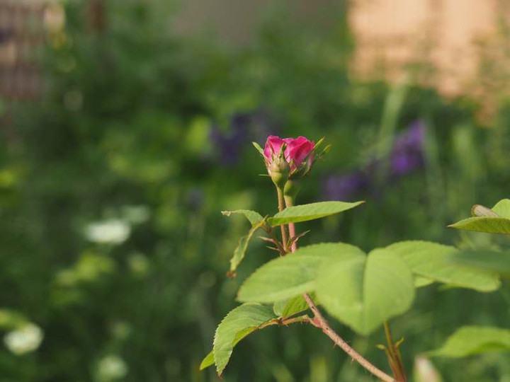 P5066144