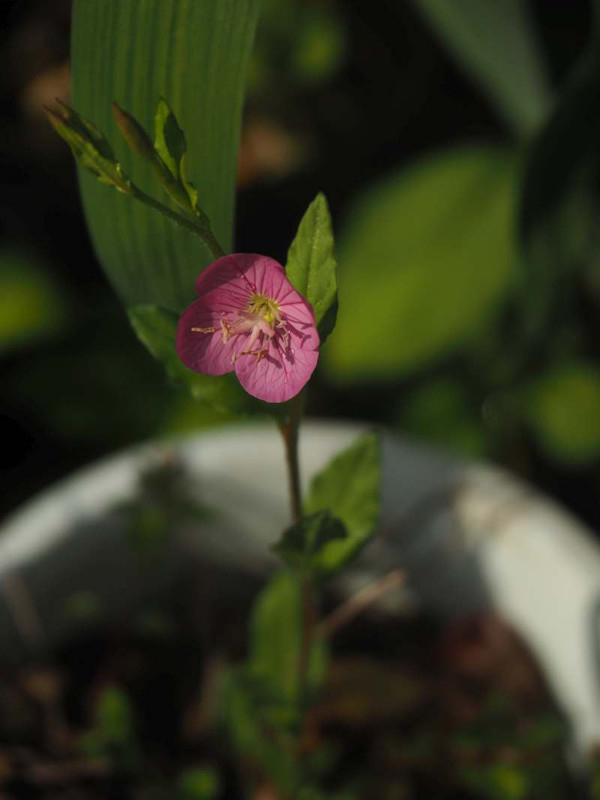 P5066153