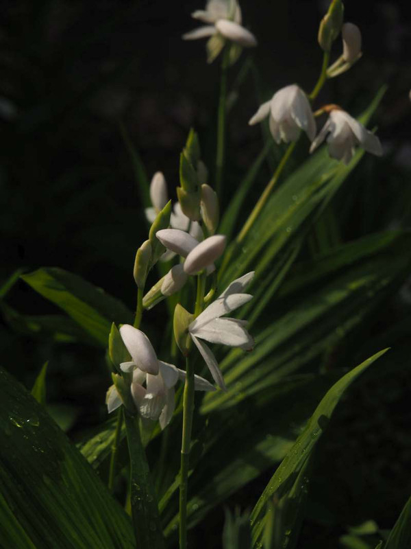 P5066154