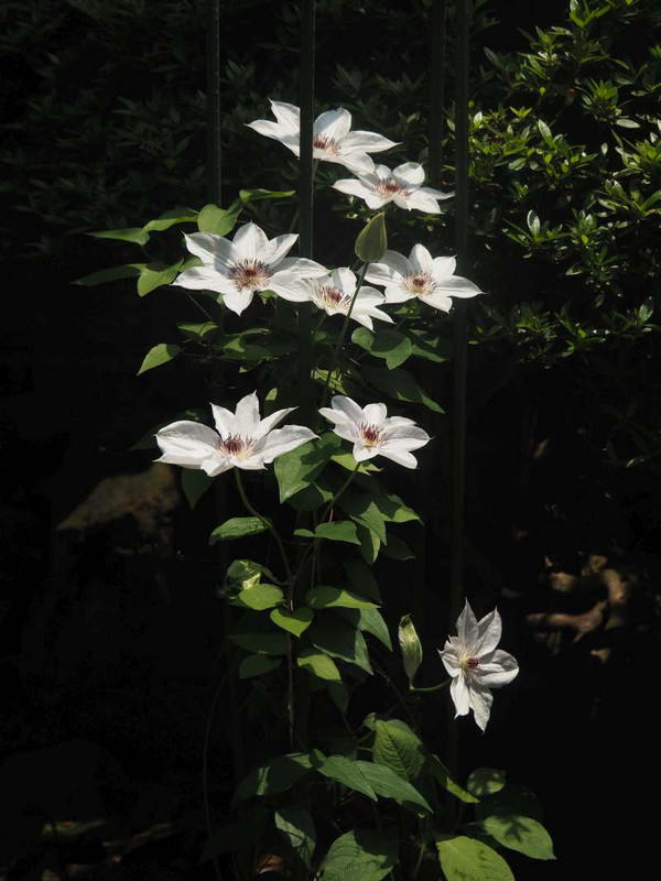 P5066160