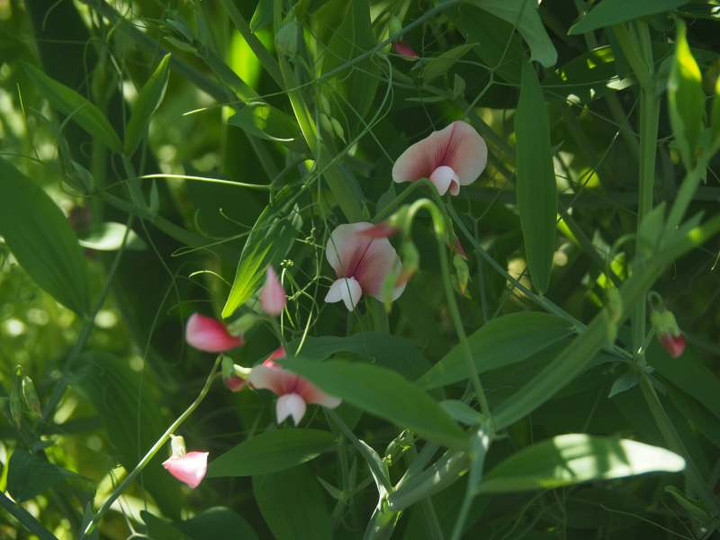 P5076179