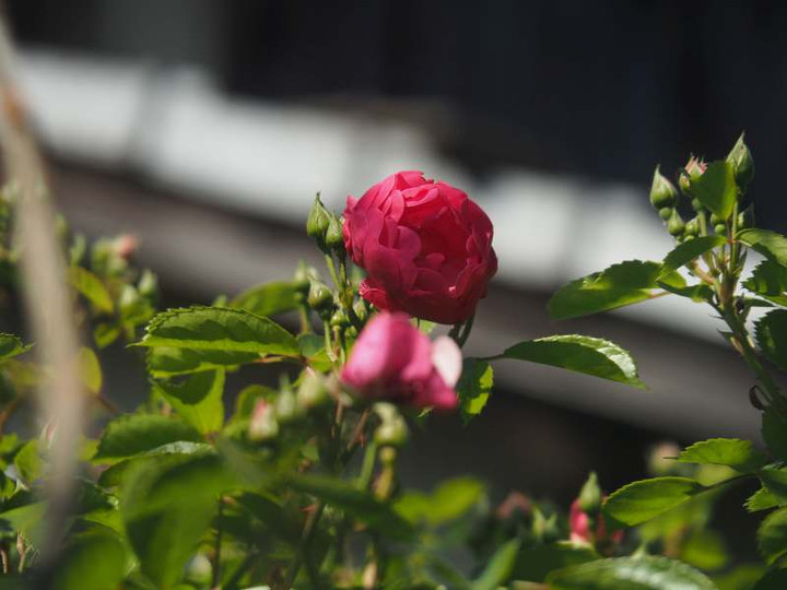 P5076183