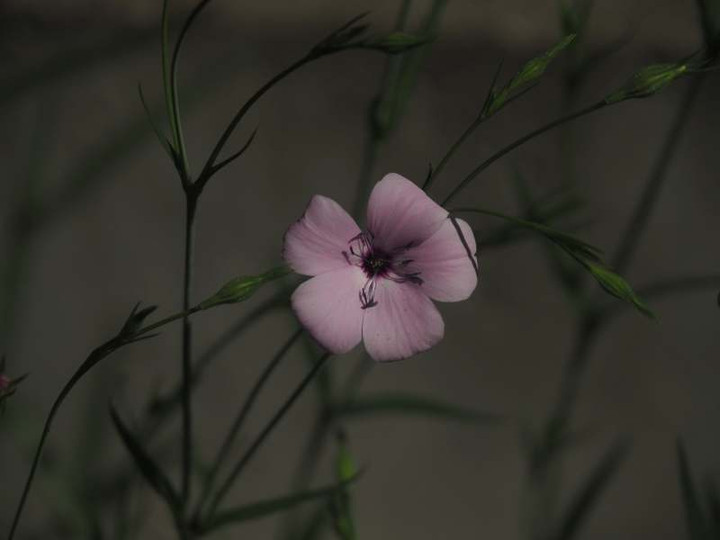 P5076184