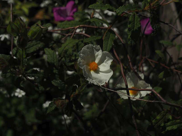 P5076198