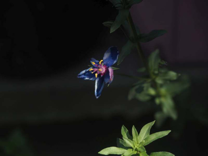 P5076204