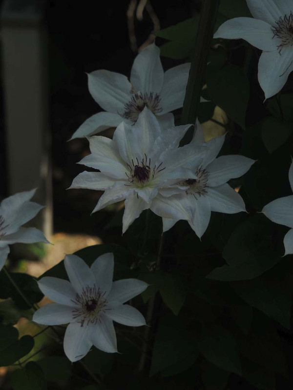 P5086220