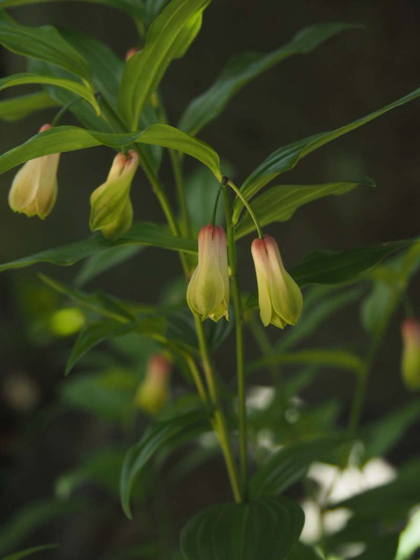 P5086269