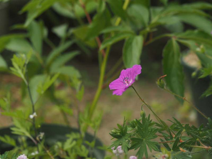 P5096277