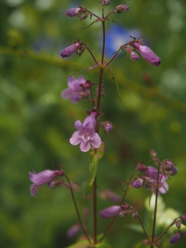 P5096282