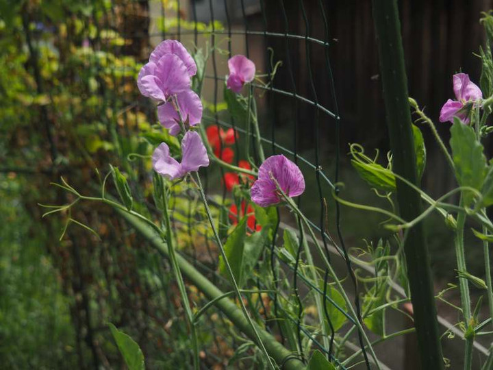 P5096289