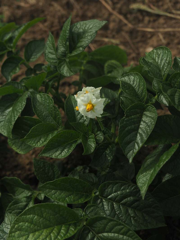 P5096293