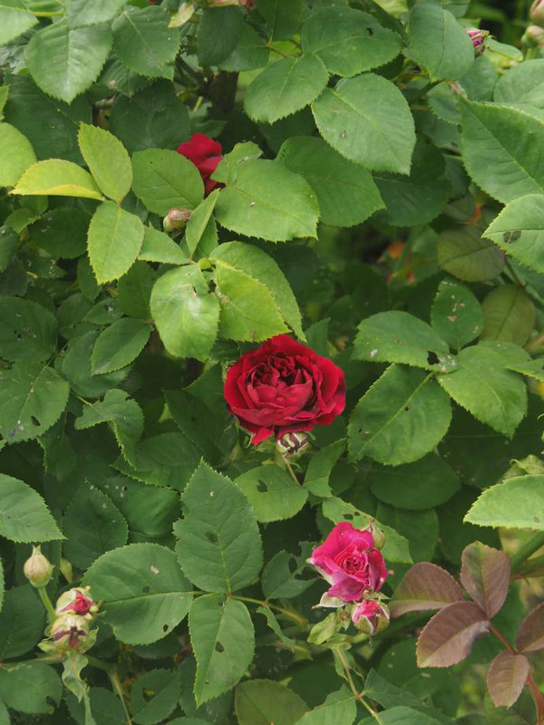 P5096296