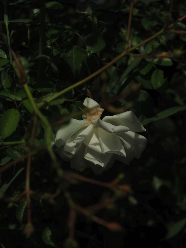 P5106301