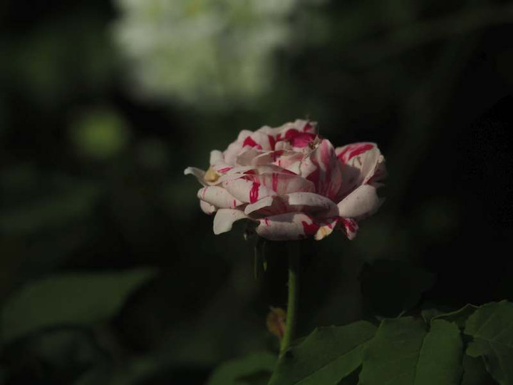 P5116330