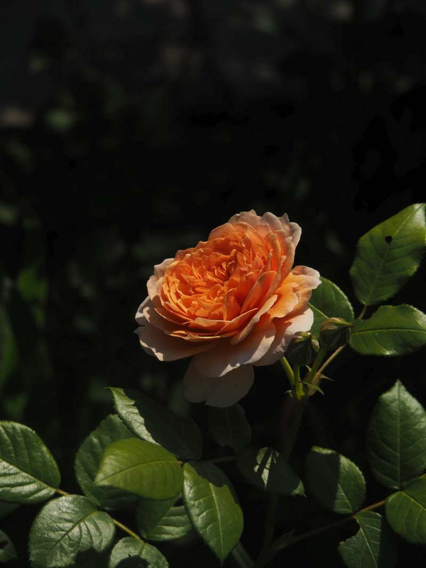 P5116347