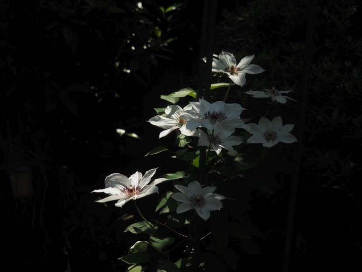 P5126357