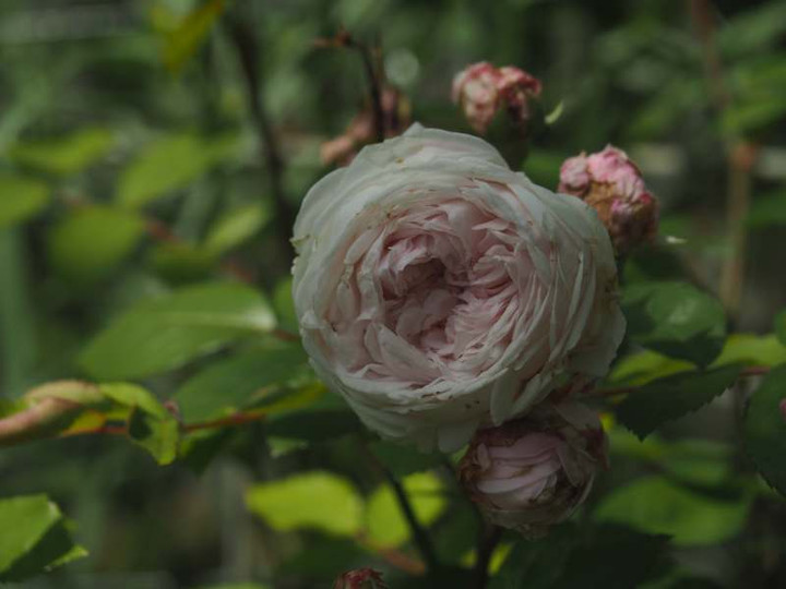 P5126376