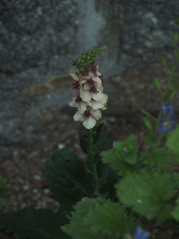 P5126383