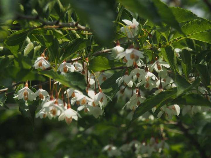 P5136395