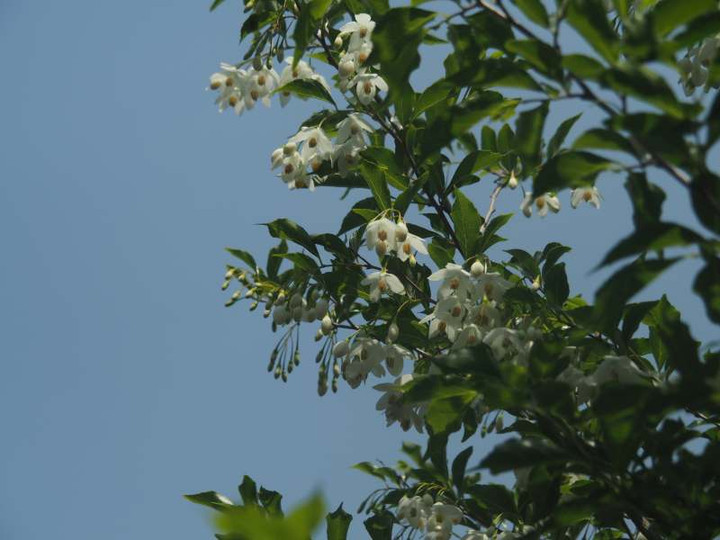 P5136408