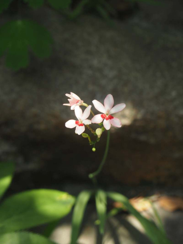 P5136423