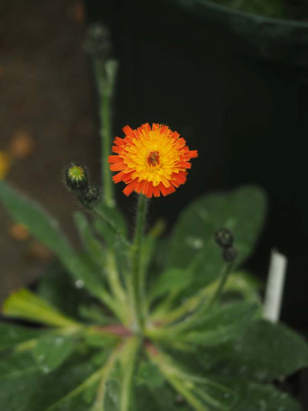 P5146444