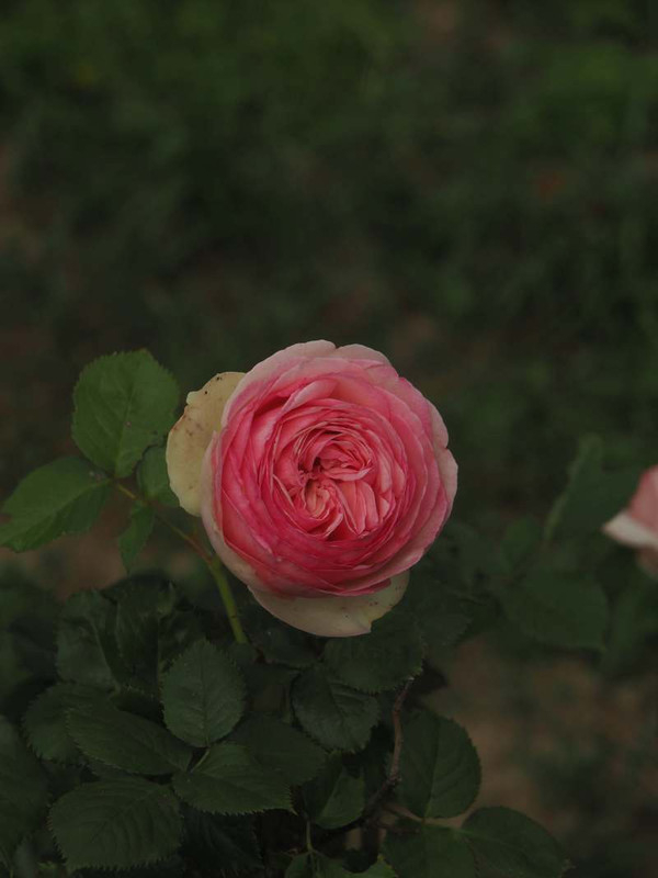 P5146454