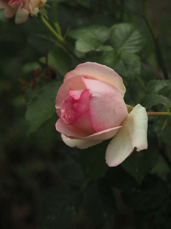 P5146455