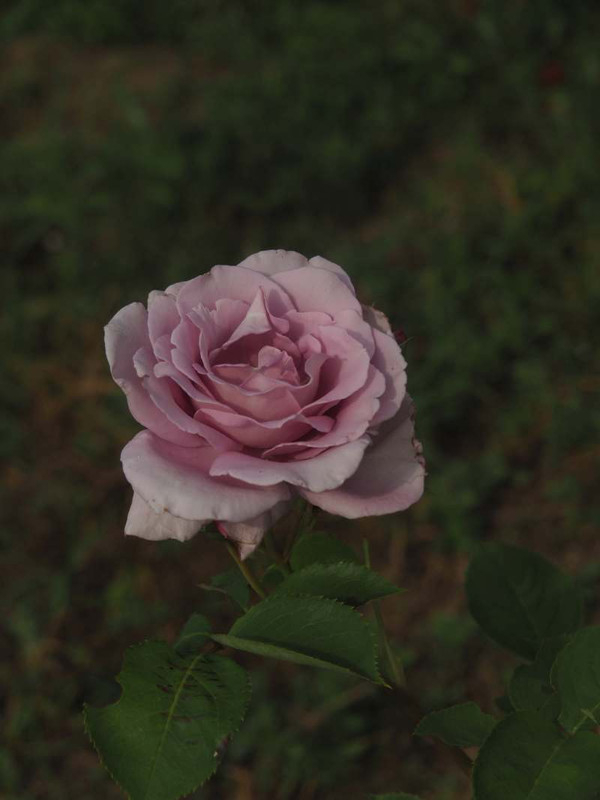 P5146458