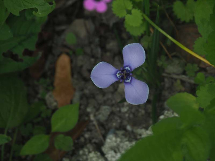 P5156466