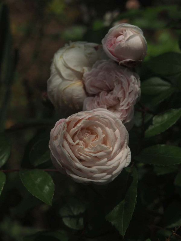 P5156489