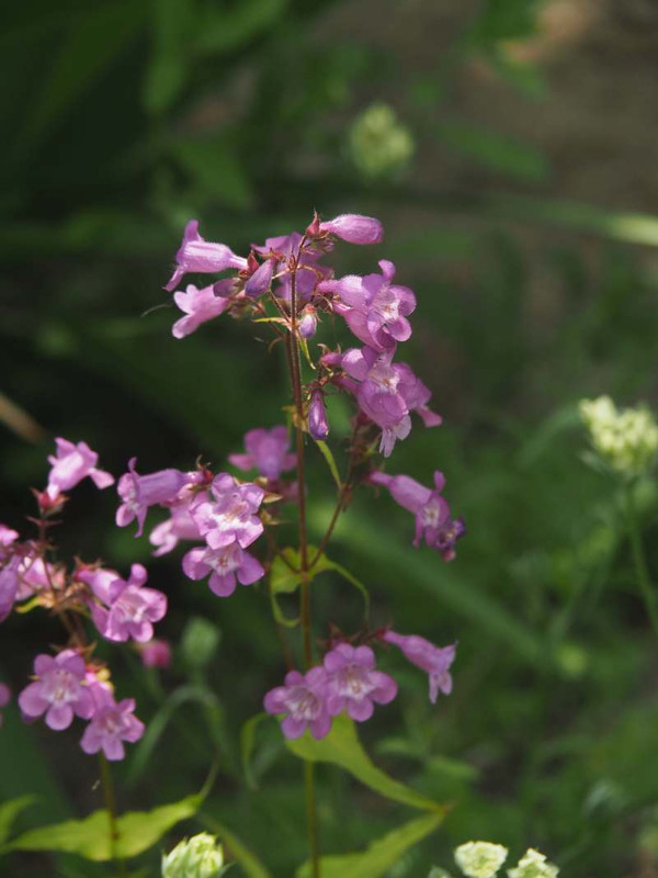 P5156490